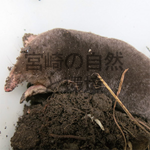 宮崎県椎葉村における「もぐら打ち」
