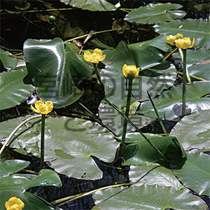 北川湿原の植物