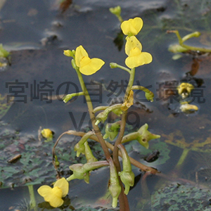 宮崎県の食虫植物