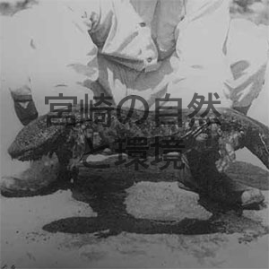 川内川上流の魚類・両生類・爬虫類・哺乳類の記録