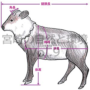 九州産ニホンカモシカの飼育記録－1