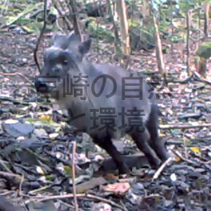 センサーカメラによるニホンカモシカの生息状況調査