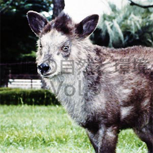 九州産ニホンカモシカの飼育記録－2（哺育と飼育）