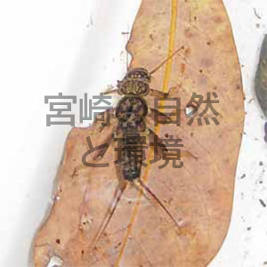 宮崎県綾町の山地渓流で採集されたカワゲラ成虫