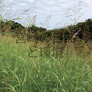 大淀川水辺の楽校における除草時期変更によるセイバンモロコシの繁茂抑制