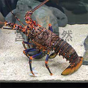 宮崎県初記録アカイセエビのふるさとを求めて DNA解析による小笠原諸島個体との比較