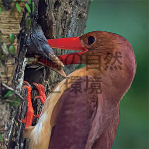 アカショウビンの給餌と巣立ち