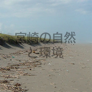 宮崎県新富町・富田浜の砂浜浸食の回復の早さ