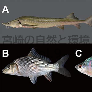 宮崎県の陸水域から記録された外来魚類
