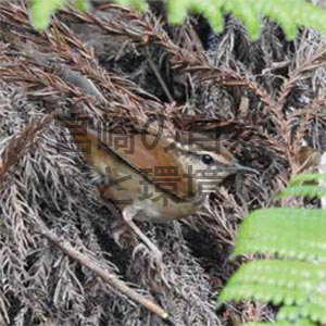 宮崎県におけるヤブサメ Urosphena squameiceps の越冬記録
