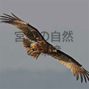 宮崎県一ツ瀬川河口で越冬するカラフトワシ(Aquila clanga)