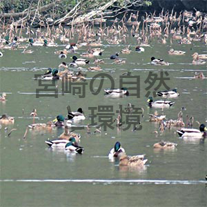 鳥インフルエンザ野鳥対策事業に係る野鳥生息状況等調査の記録から