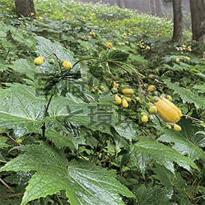 九州山地における絶滅危惧植物キレンゲショウマの生育状況について