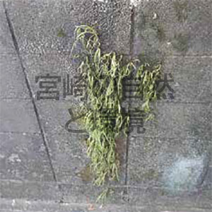 ノキシノブの繁茂