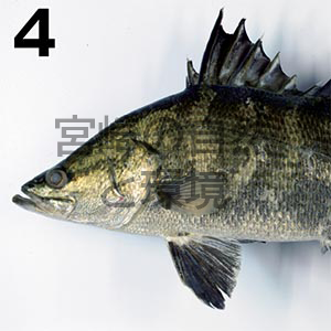 宮崎県沿岸におけるアカメ ( スズキ目魚類 ) の出現記録およびモニタリング方法の再検討