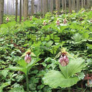 鳥屋岳重要生息地で確認したレッドリスト植物種