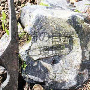 宮崎県内の厚歯二枚貝メガドロン類の新産地について