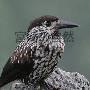 椎葉村における野鳥観察記録