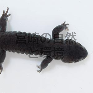 ミヤザキサンショウウオとその調査・研究史