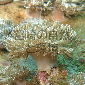 宮崎県日南市大島周辺海域に生息する貴重なサンゴ類