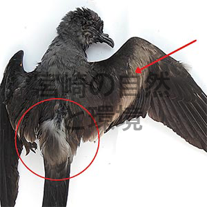 宮崎県内における (Oceanodroma tristrami) オーストンウミツバメの初記録