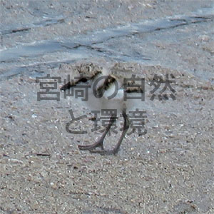 アカウミガメ調査で出会ったシロチドリ