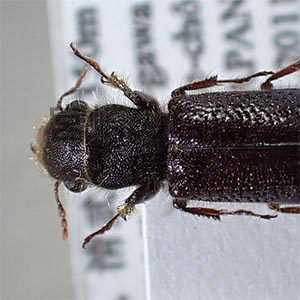 デガシラナガシンクイ (Melalgus japonicus) の宮崎県内における記録