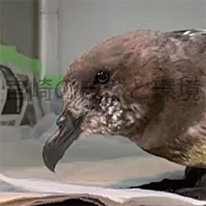 宮崎県内におけるハジロミズナギドリPterodroma solandri（Gould, 1844）の初記録