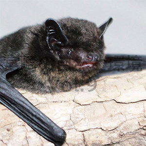宮崎県椎葉村のコウモリ相と新たに発見されたモリアブラコウモリPipistrellus endoi について
