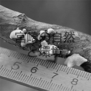 新種記載された発光性きのこ「ヒメホタルタケ」について