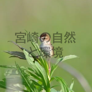 本庄川探烏会の記録から