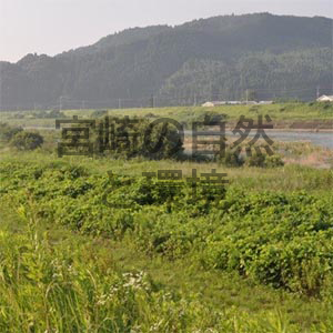 環境の相違による鳥類相の多様性について