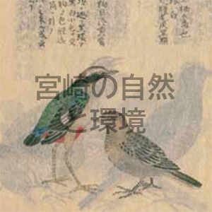 ヤイロチョウ(八色鳥)という呼び名の不思議