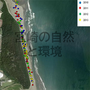 宮崎市南部の海岸におけるアカウミガメの産卵場所の分布について