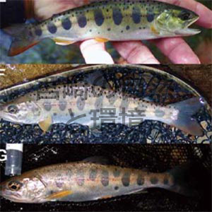 ヤマメ域とされる南九州の河川における朱点のあるアマゴの生息