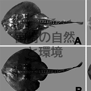 宮崎の多様な，そして変容する魚類達