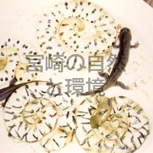 宮崎県におけるオオイタサンショウウオの分布概要