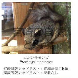 宮崎県の希少げっ歯類の保全に向けた生息調査と啓発活動の報告