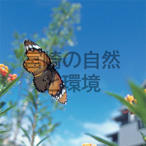 南からやって来る蝶