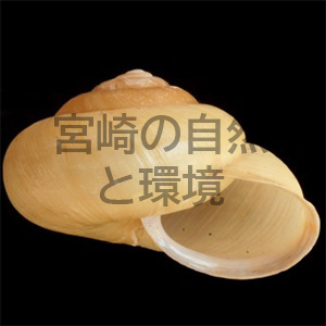 カタツムリの殻口