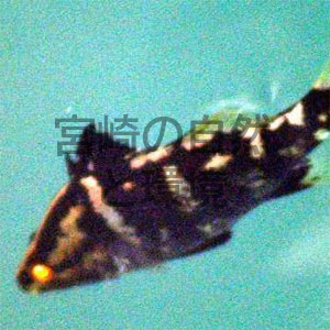 サンマリーナ宮崎で観察記録された比較的珍しい魚