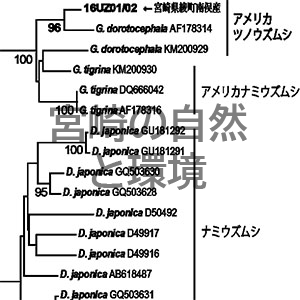 宮崎県綾町･綾南川で記録された外来ウズムシ(プラナリア):アメリカツノウズムシ（扁形動物門ウズムシ綱 三岐腸目）