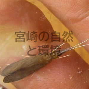 宮崎県綾町の森の沢のトビケラ幼虫